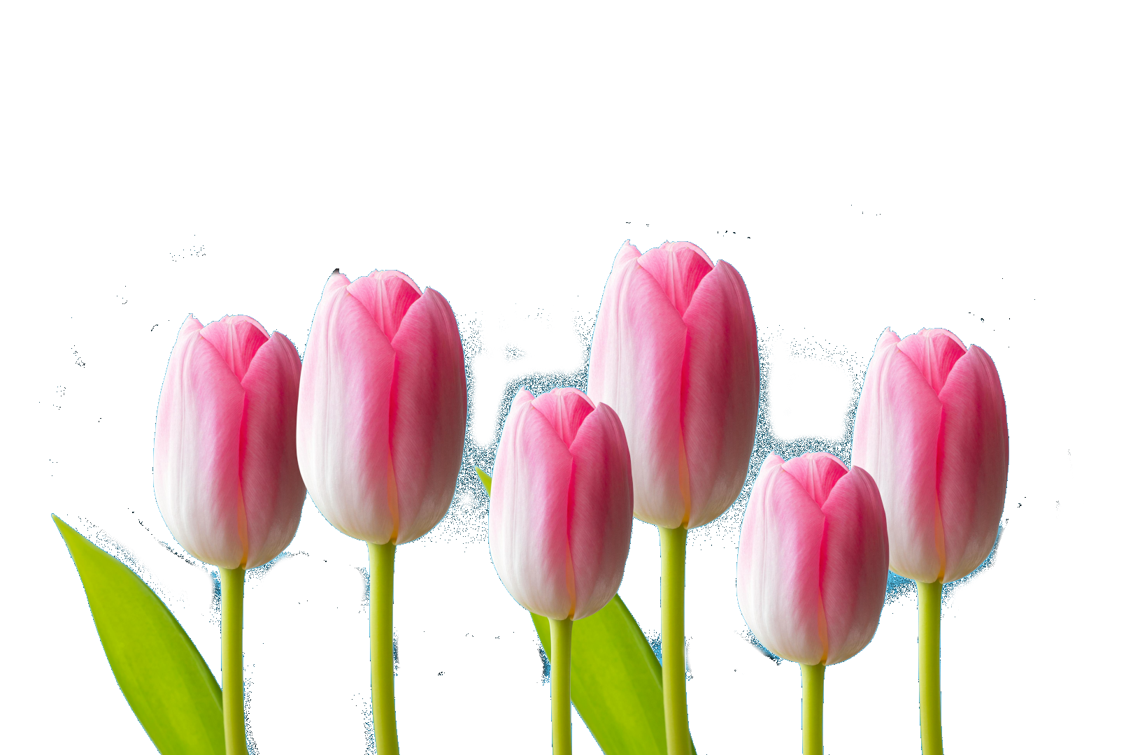tulipfest.org